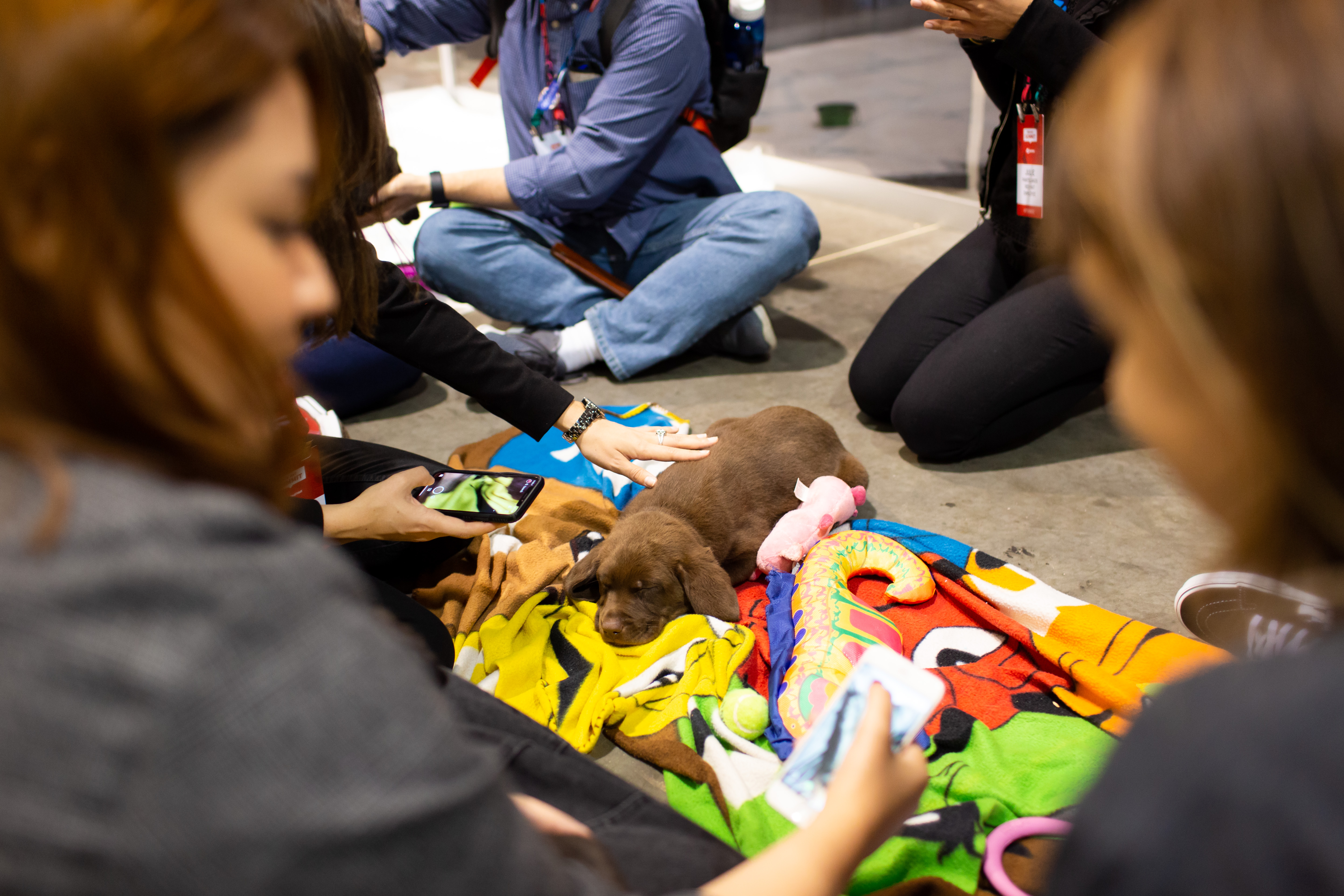 Petting puppies at Red Hat Summit