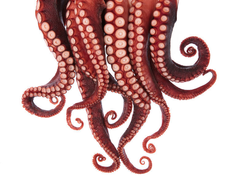 Stock image of octapus tentacles