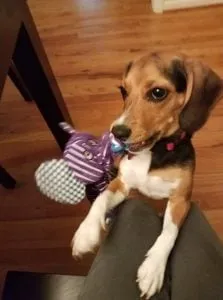 Nugget the beagle puppy